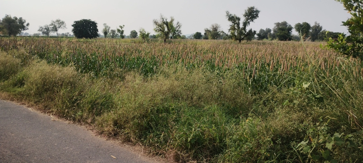 Dhand, Rajasthan 301021, India