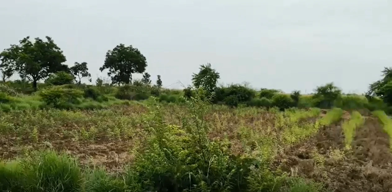 FQ2W+F97, Vikarabad, Barwad, Telangana 501106, India