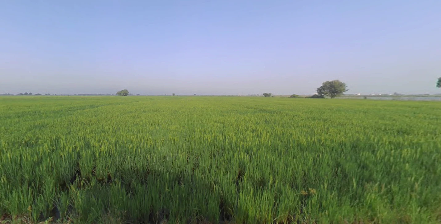 X38W+GJ Shipole, Maharashtra, India