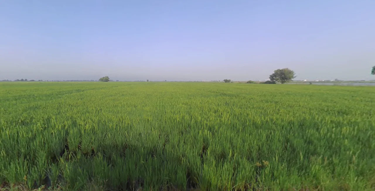 X38W+GJ Shipole, Maharashtra, India preview 3