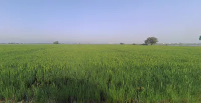 X38W+GJ Shipole, Maharashtra, India preview 3