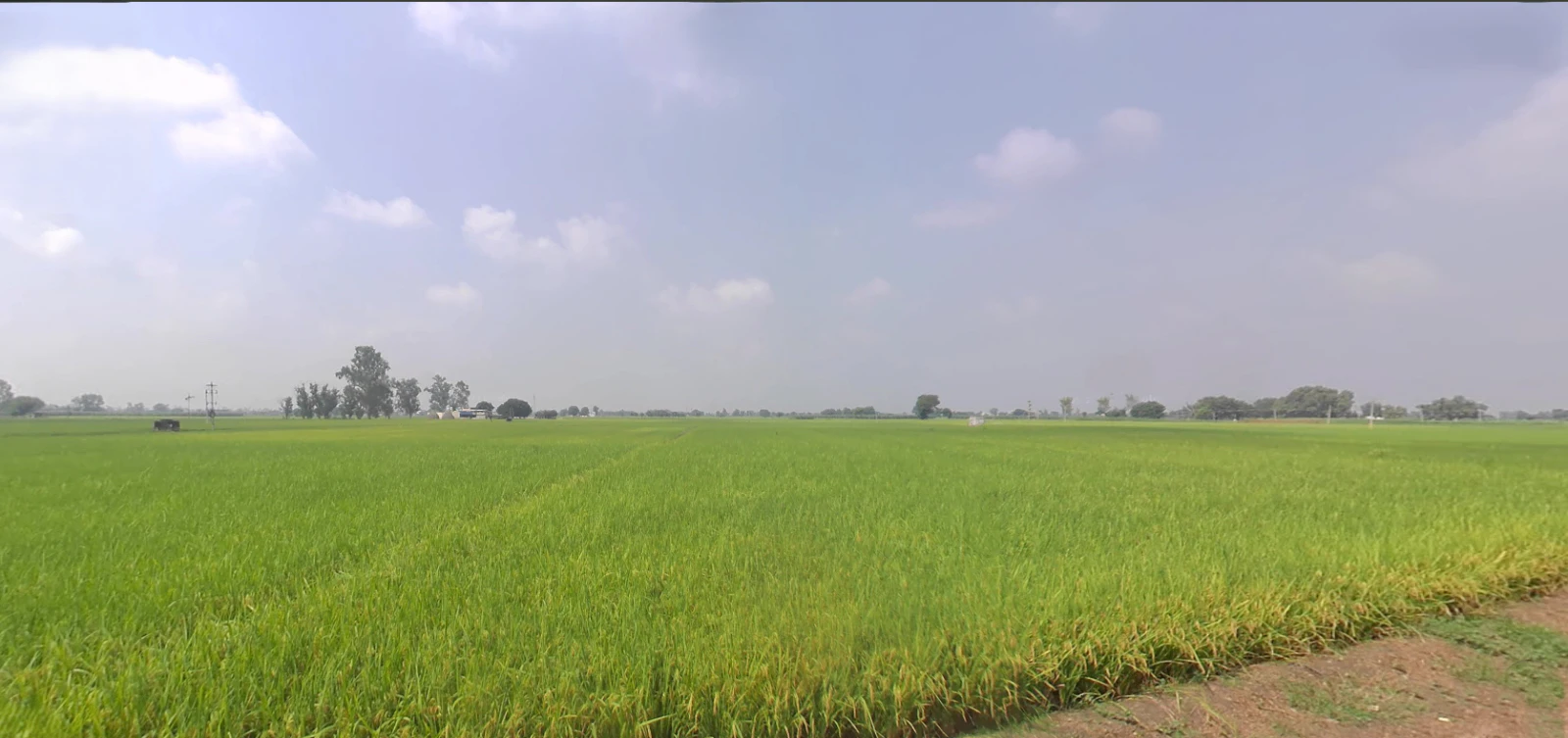 Bazpur, Uttarakhand 262401, India