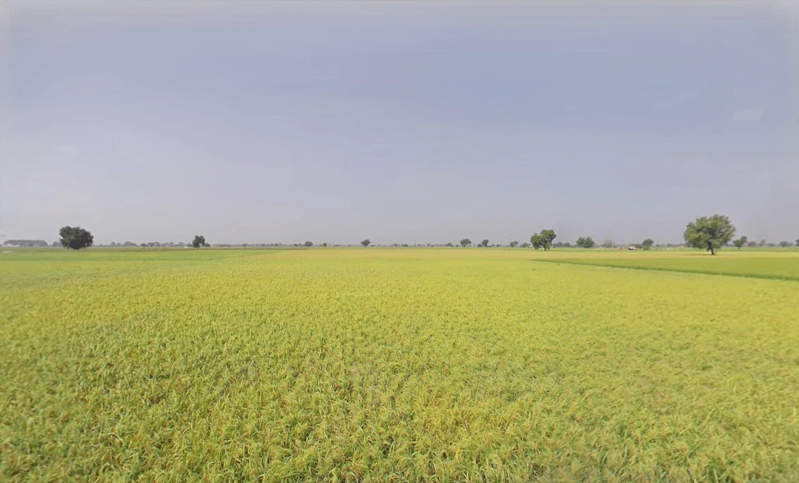 Jodhka, Haryana 125058, India
