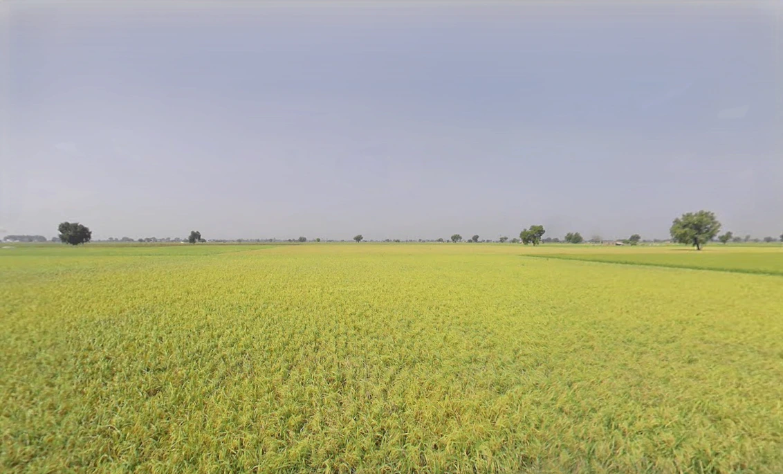 Jodhka, Haryana 125058, India