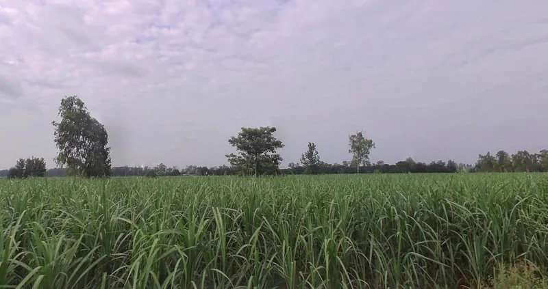 Sadarpur, Uttar Pradesh 250401, India preview 3