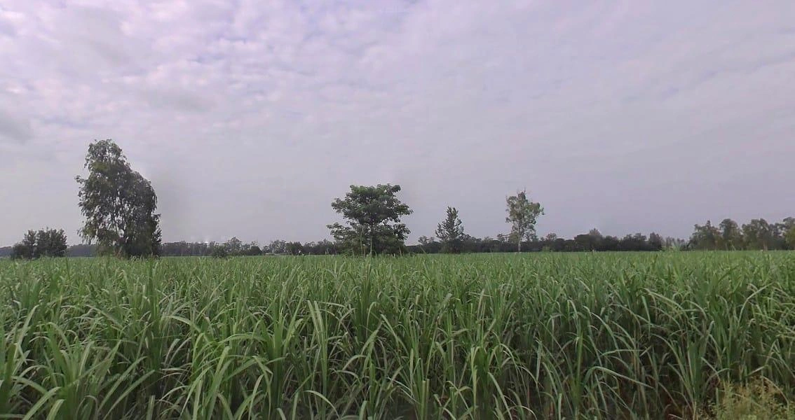 Sadarpur, Uttar Pradesh 250401, India