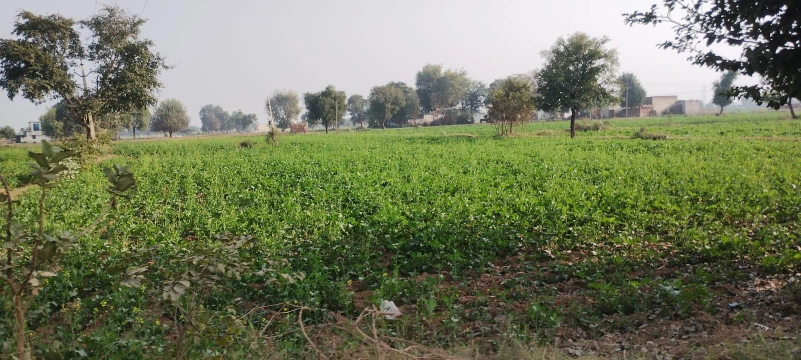 FH87+95 Rajpura, Patiala, Punjab, India