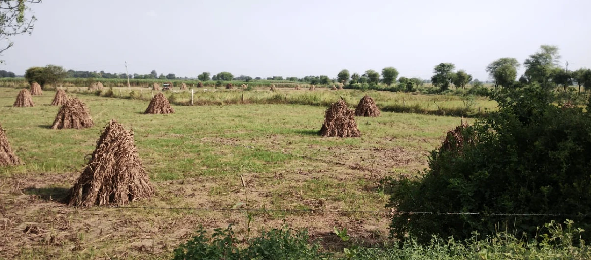 Bambora, Rajasthan 301405, India