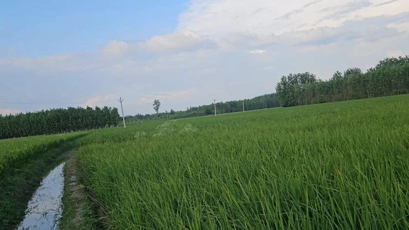 Saharanpur, Uttar Pradesh, India preview 2