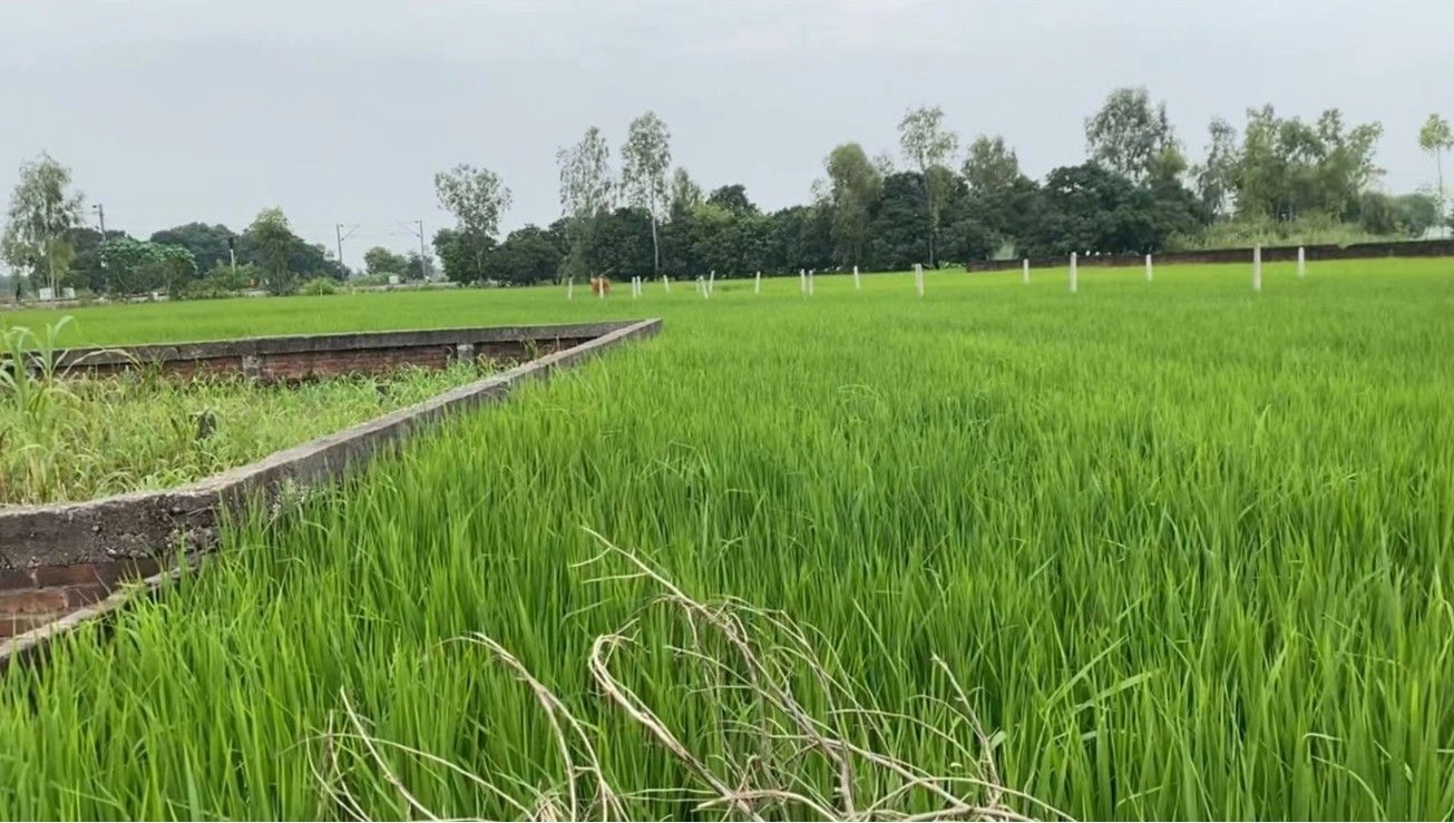 Q455+VC Baliyakhera, Lucknow, Uttar Pradesh, India