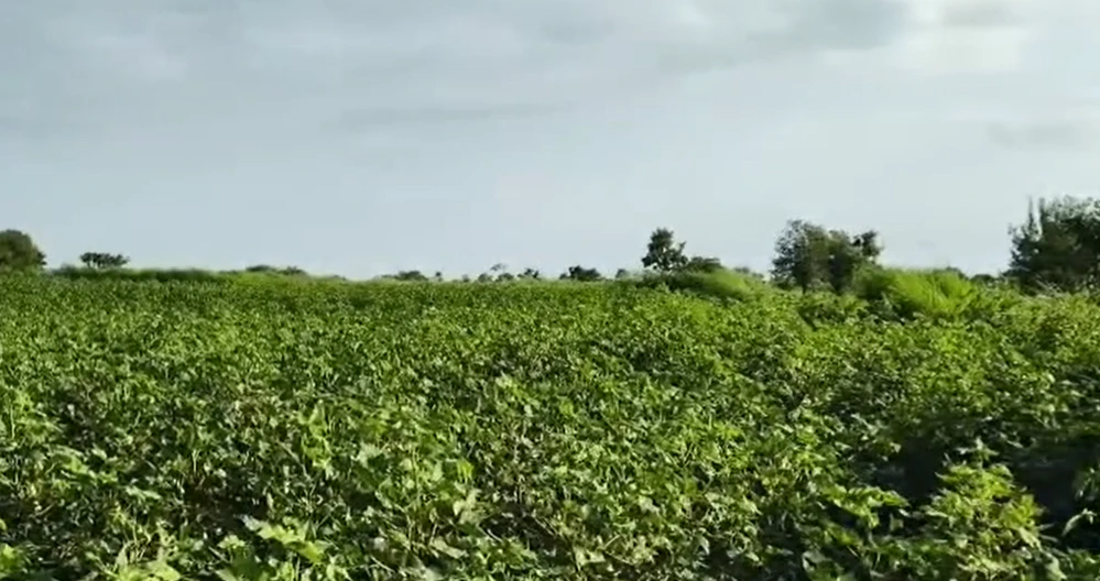 9RQH+893, Vikarabad, Mailardevarampally, Telangana 501102, India