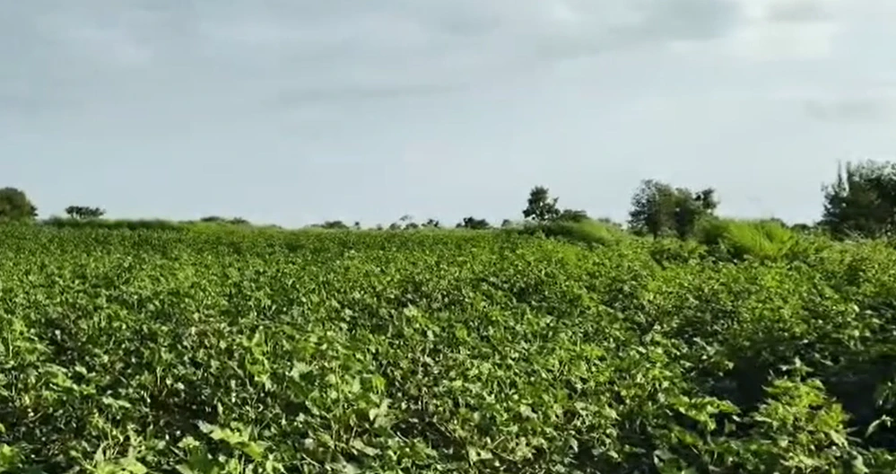 9RQH+893, Vikarabad, Mailardevarampally, Telangana 501102, India