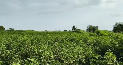 9RQH+893, Vikarabad, Mailardevarampally, Telangana 501102, India preview 4