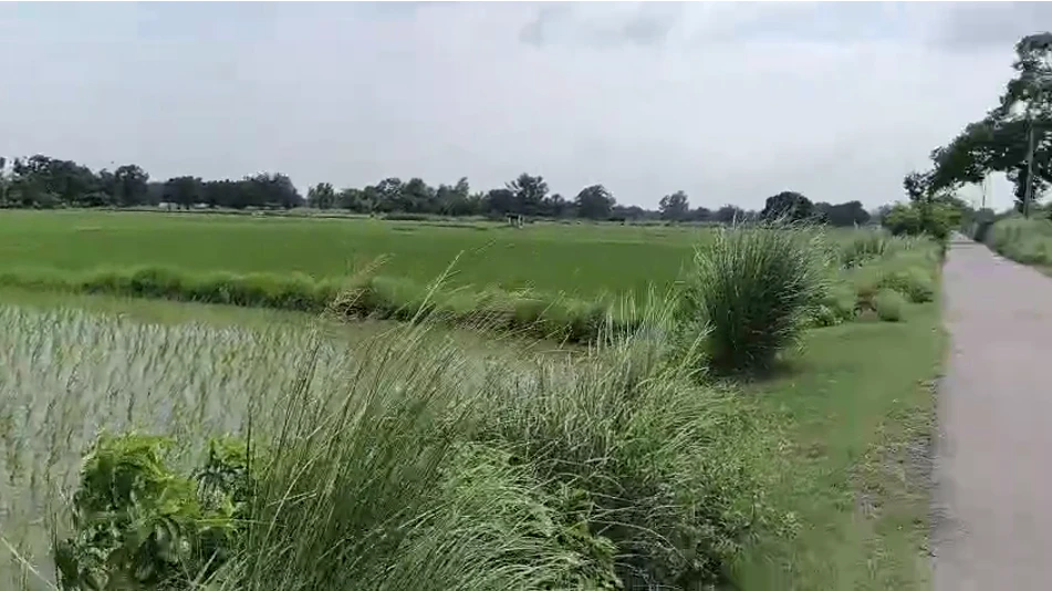 Tamoriya, Uttar Pradesh, India