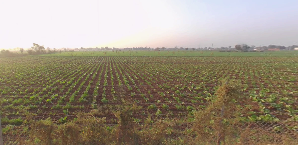 X25G+MG Vanthal, Gujarat, India