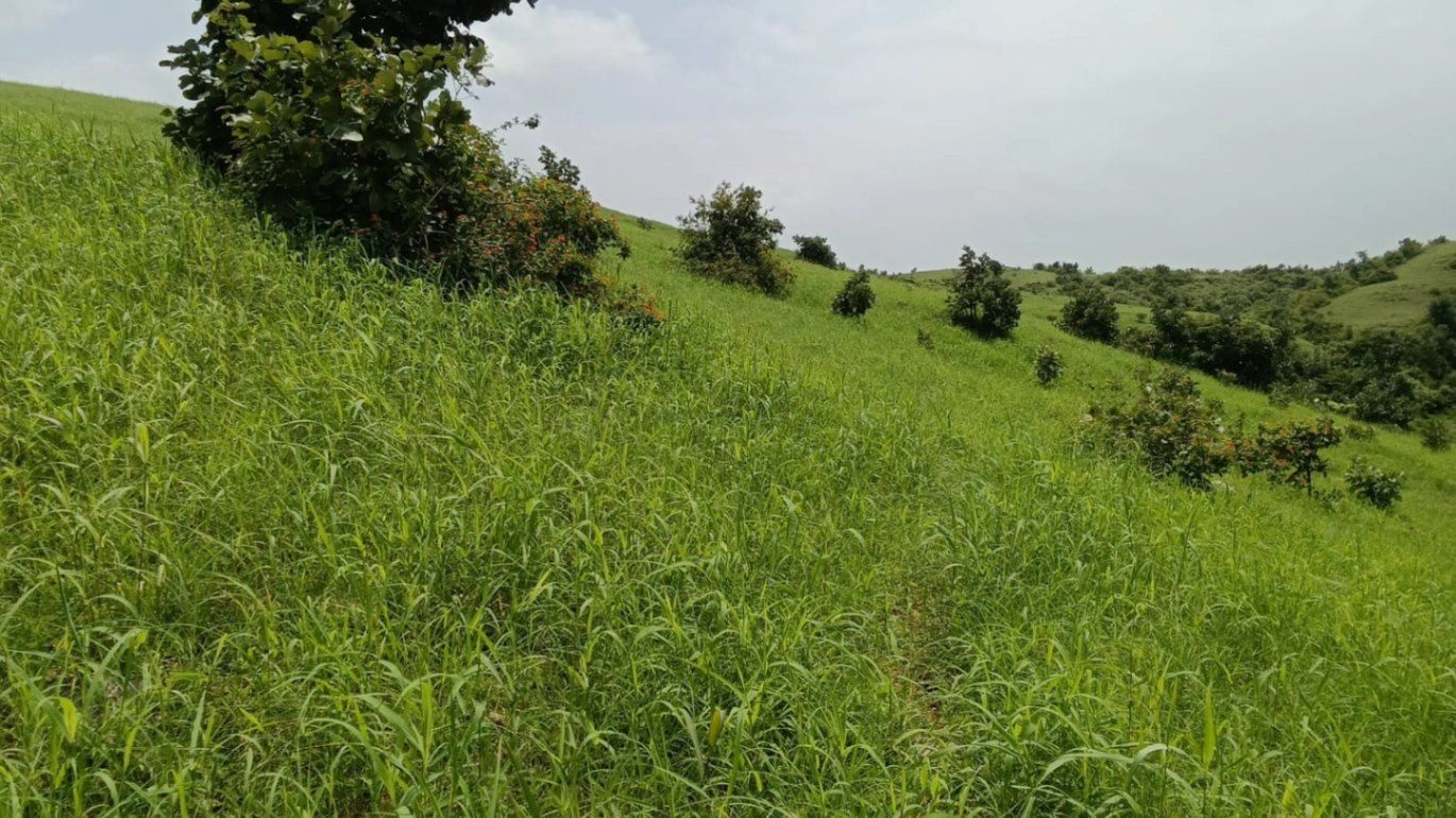 C6F5+56, Udaipur, Akola, Rajasthan 313604, India