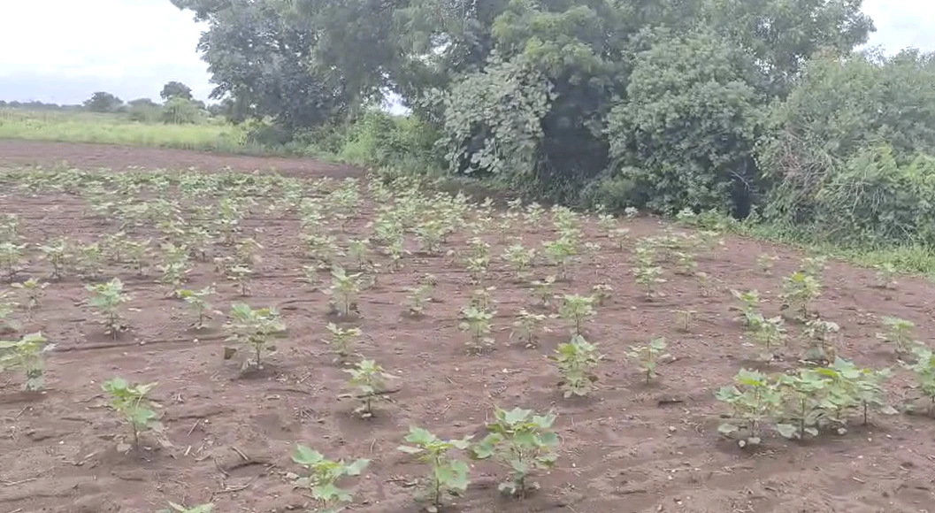 GV9X+6WP, Vikarabad - Mominpet Rd, Mominpet, Telangana 501202, India