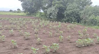 GV9X+6WP, Vikarabad - Mominpet Rd, Mominpet, Telangana 501202, India preview 3