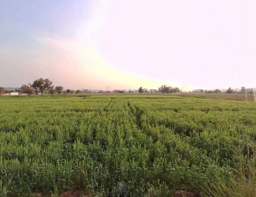 CQRQ+89Q, Pali, Rajasthan 301001, India