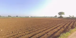 Mota Timbla, Gujarat, India preview 2