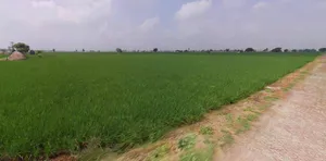 Hansi, Haryana 125033, India preview 2