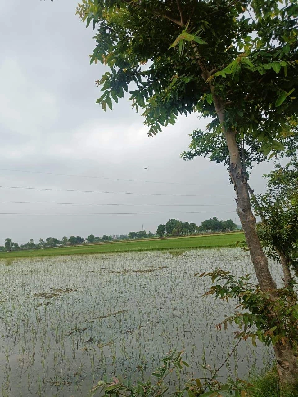 Bukharari, Mathura, Uttar Pradesh, India