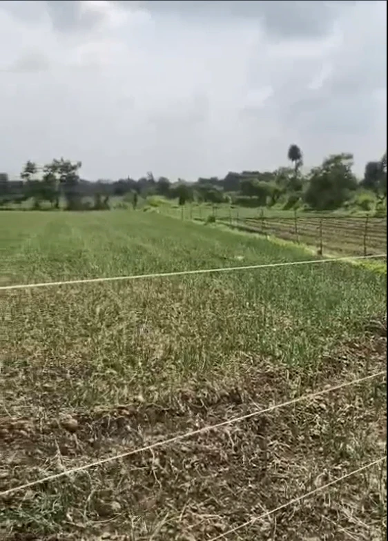 544F+XVC, Mandsaur, Sindwan, Madhya Pradesh, India