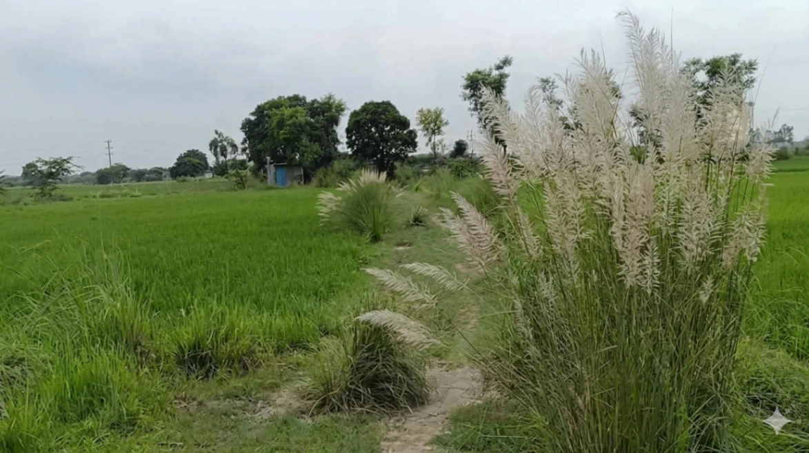 Khera, Rampur, Uttar Pradesh 244922, India