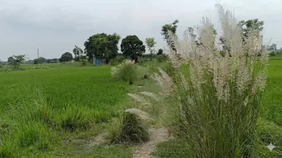 Khera, Rampur, Uttar Pradesh 244922, India preview 2