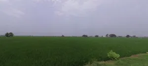 Nissing, Haryana 132024, India preview 2
