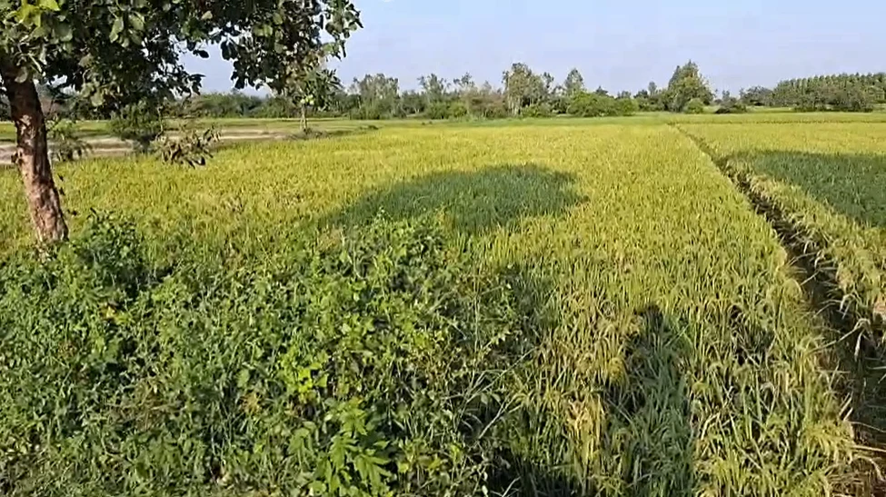 Dabhou - Bhadkad Rd, Anand, Bhadkad, Gujarat 387210, India