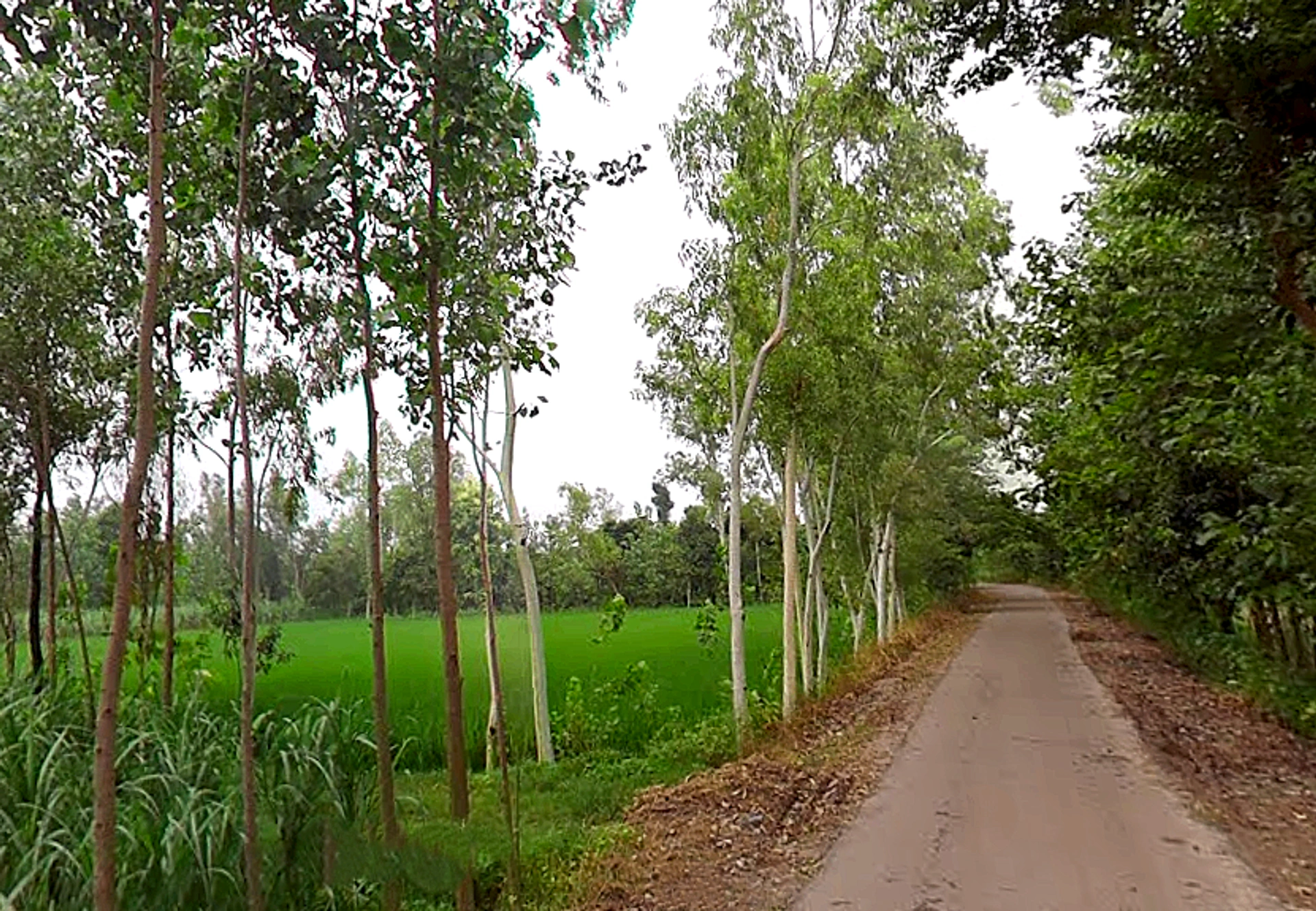 2MJJ+QJM, Unnamed Road, Badhedi, Uttar Pradesh 247001, India