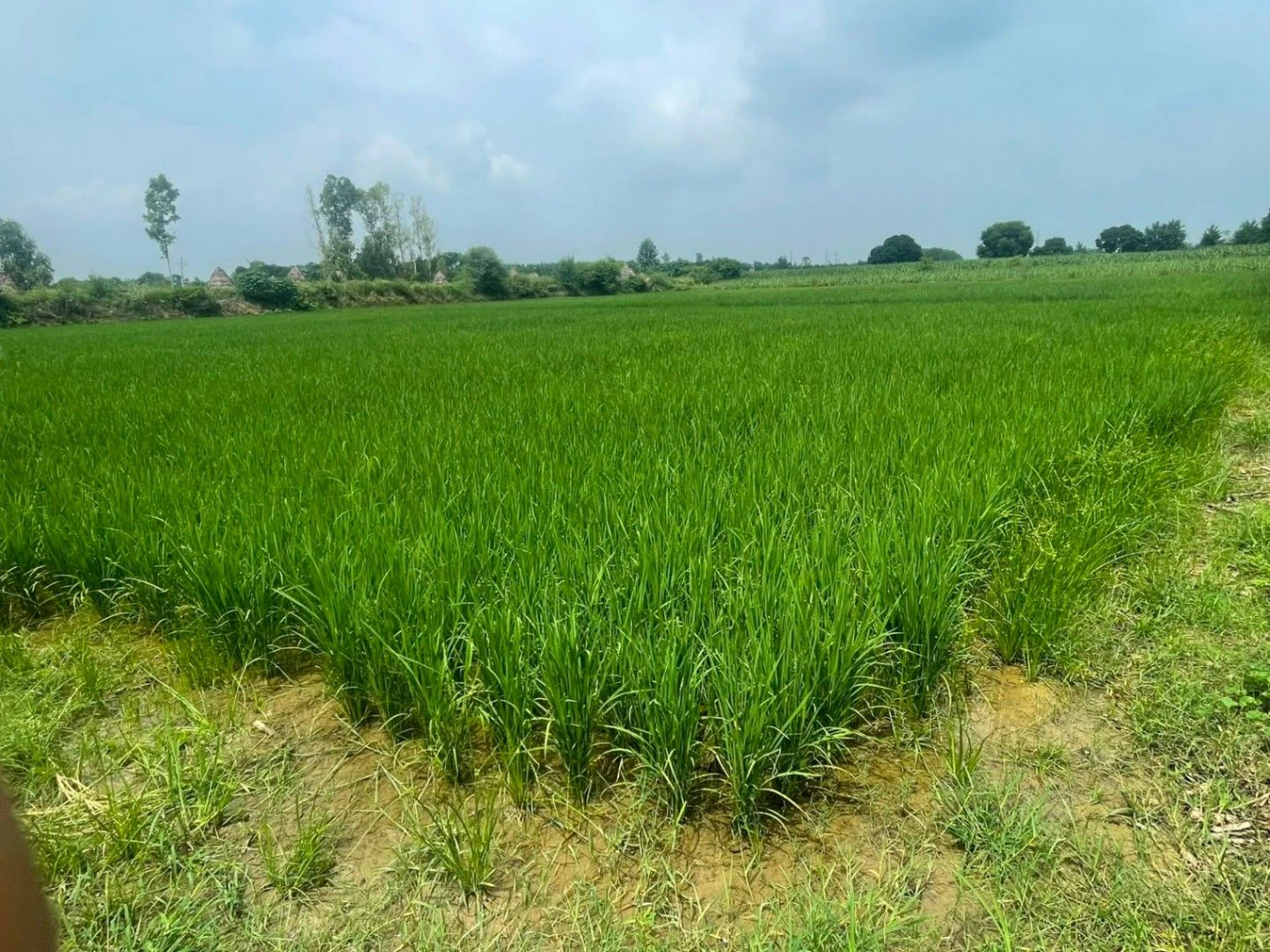 Salfa, Uttar Pradesh 247775, India