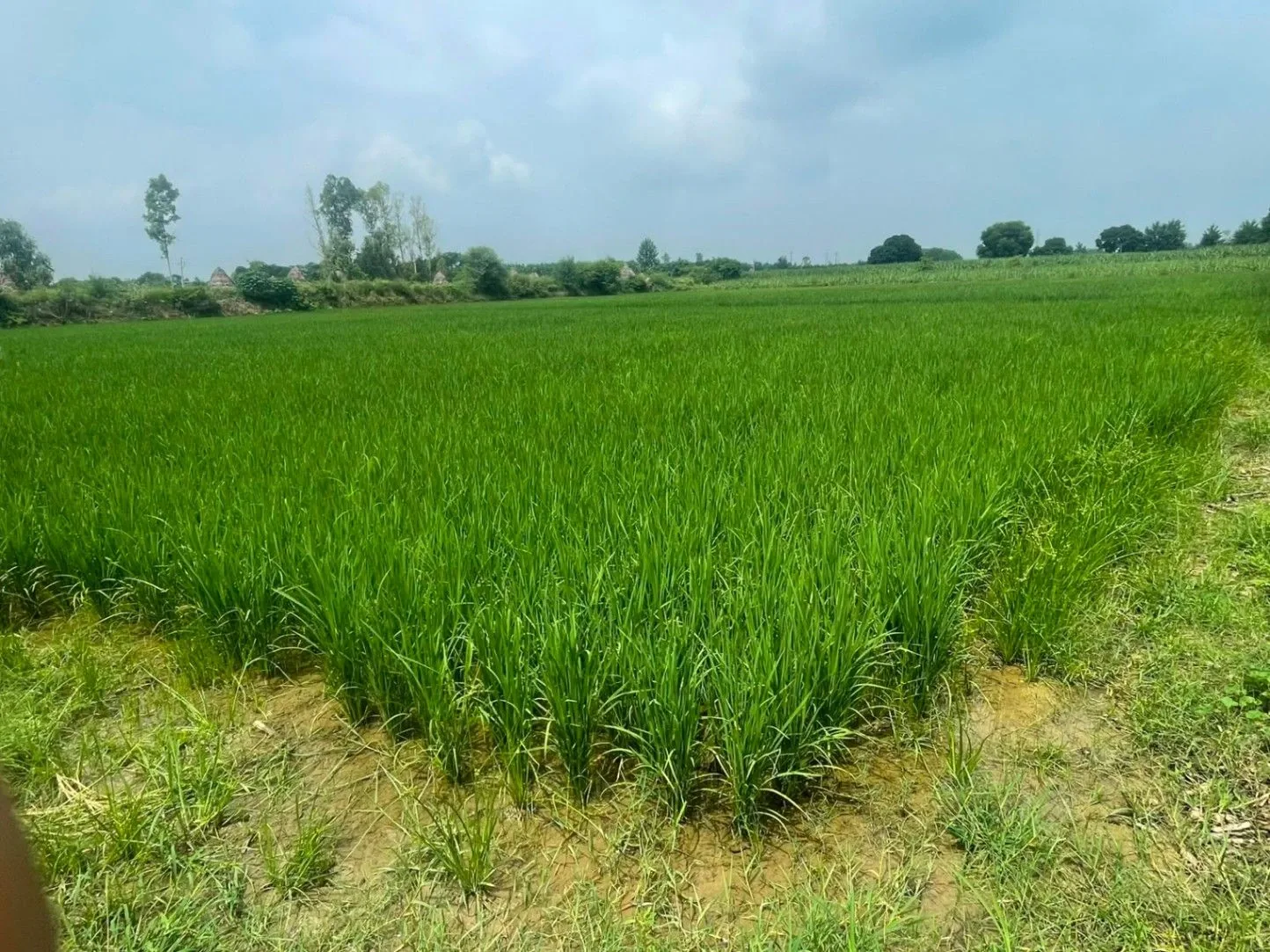Salfa, Uttar Pradesh 247775, India