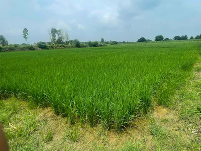 Salfa, Uttar Pradesh 247775, India preview 3