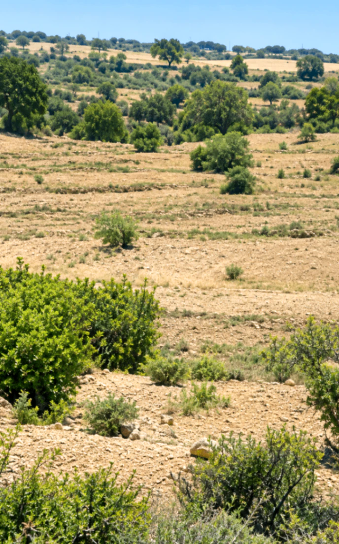 647R+J7 Kalusar, Sri Ganganagar, Rajasthan, India