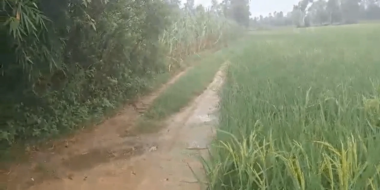 HCV3+R7 Dulheypur Aheer, Amroha, Uttar Pradesh, India