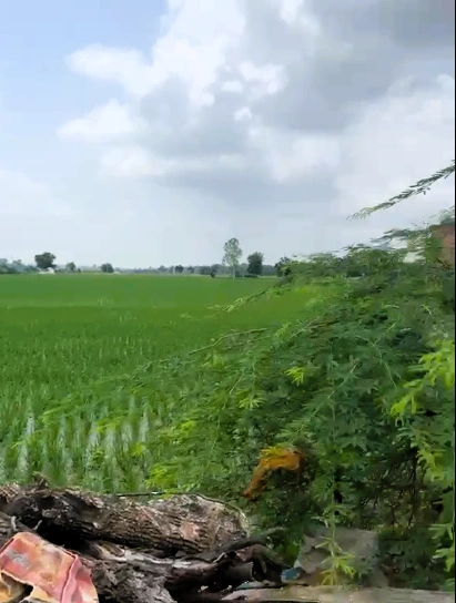 Dabwali, Sirsa, Haryana 125104, India