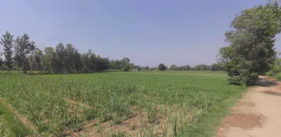 Anupshahar, Uttar Pradesh 203390, India preview 3
