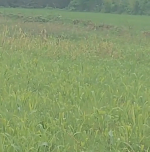 25H6+2M Varaval, Rajasthan, India