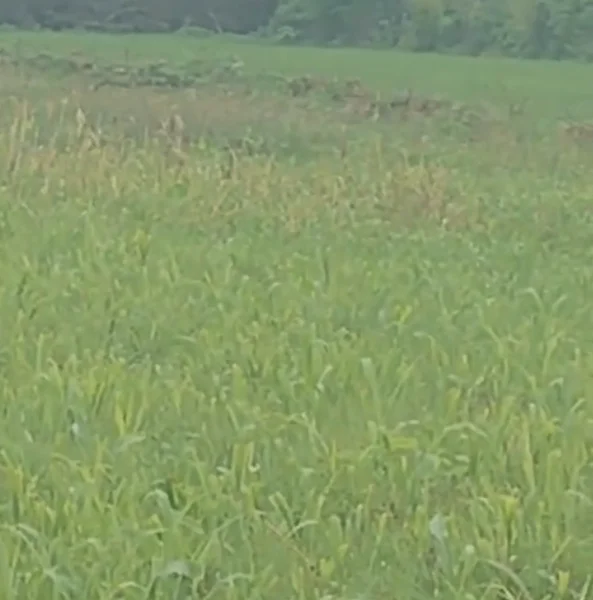 25H6+2M Varaval, Rajasthan, India preview 2