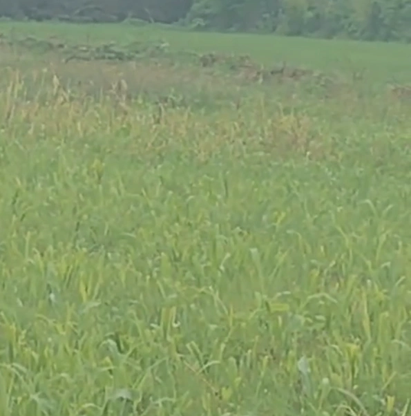 25H6+2M Varaval, Rajasthan, India