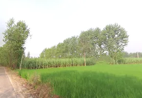 4RX4+R42, Satpura, Uttar Pradesh 247129, India preview 3