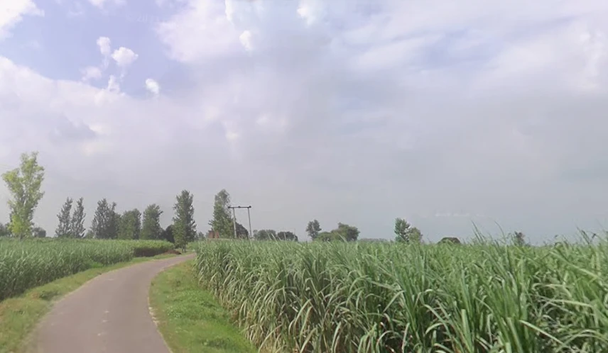 Budhana, Uttar Pradesh 251309, India