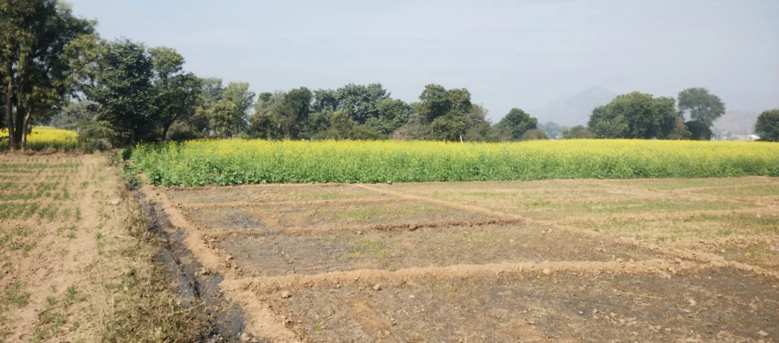 Rampura Phul, Punjab, India