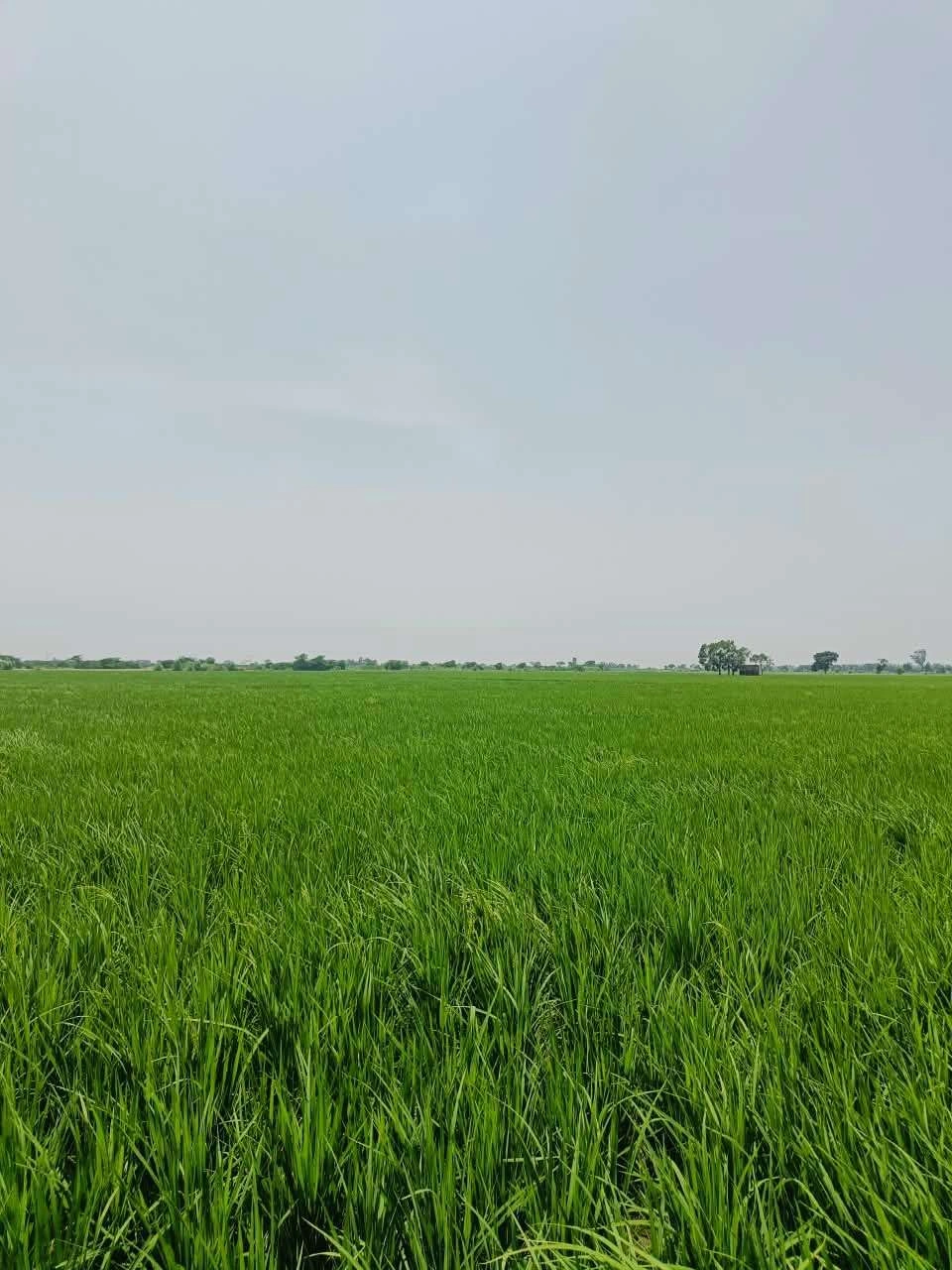 Nawali, Mathura, Uttar Pradesh, India