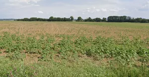 Geedgarh, Madhya Pradesh 456335, India preview 3