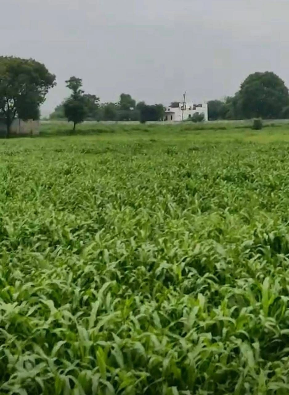 Chilawali, Nuh, Haryana 122105, India