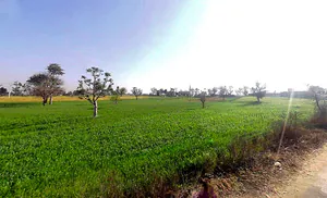 4X8Q+62V, Dheengpur, Rajasthan 332601, India preview 2