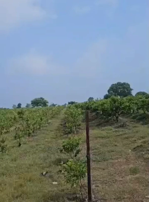 W87M+XJ Dabra, Madhya Pradesh, India